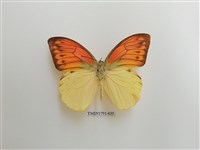 藏品(外國蝴蝶)的圖片